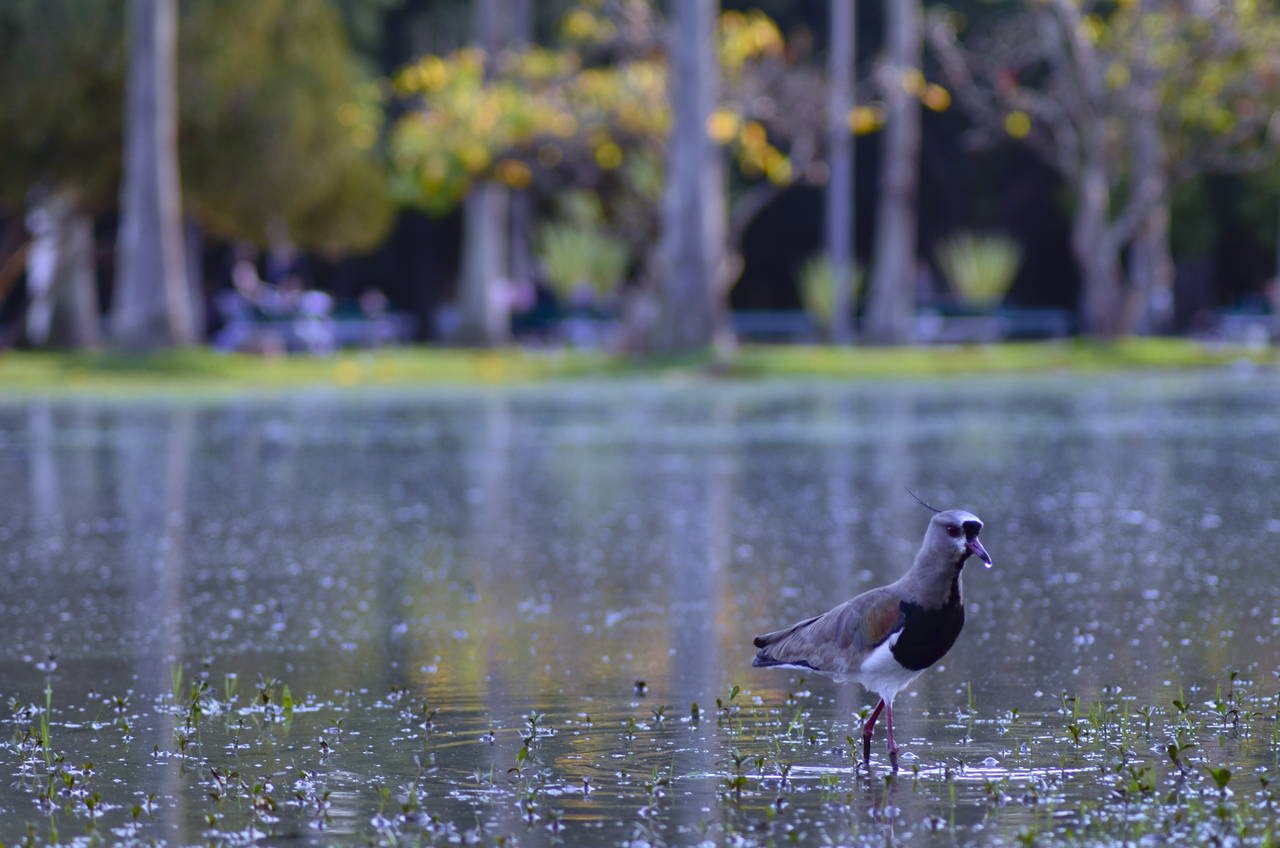 Parque da Redenção em Porto Alegre após dias com chuvas em 2012, ilustrando artigo que debate foco manual ou autofoco, na foto aparece foco no pássaro Quero-Quero, com fundo desfocado.
