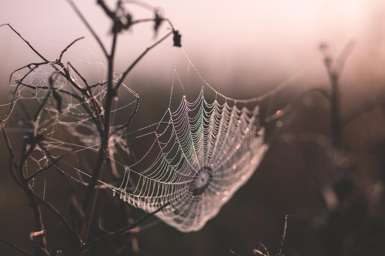 Profundidade de campo resultando nitidez na teia de aranha, desfocando o fundo